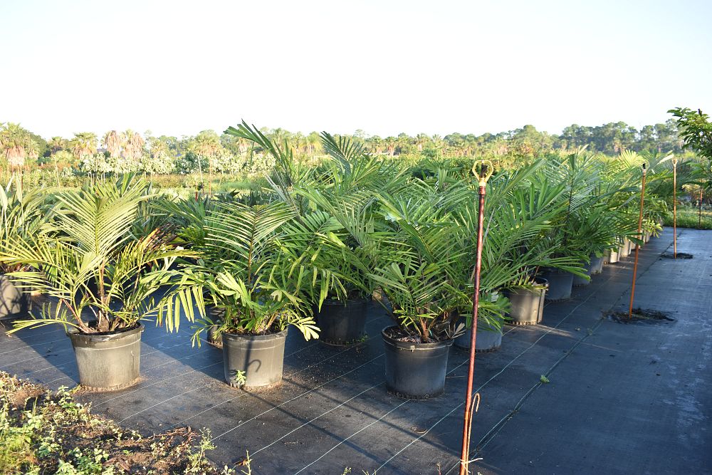 arenga-engleri-dwarf-sugar-palm-formosa-palm