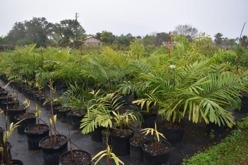 arenga-engleri-dwarf-sugar-palm-formosa-palm