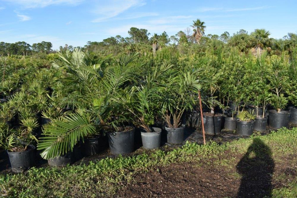 arenga-engleri-dwarf-sugar-palm-formosa-palm