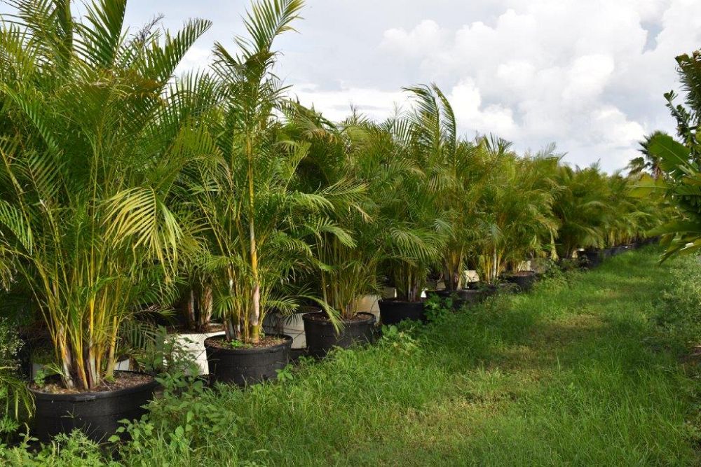 arenga-engleri-dwarf-sugar-palm-formosa-palm