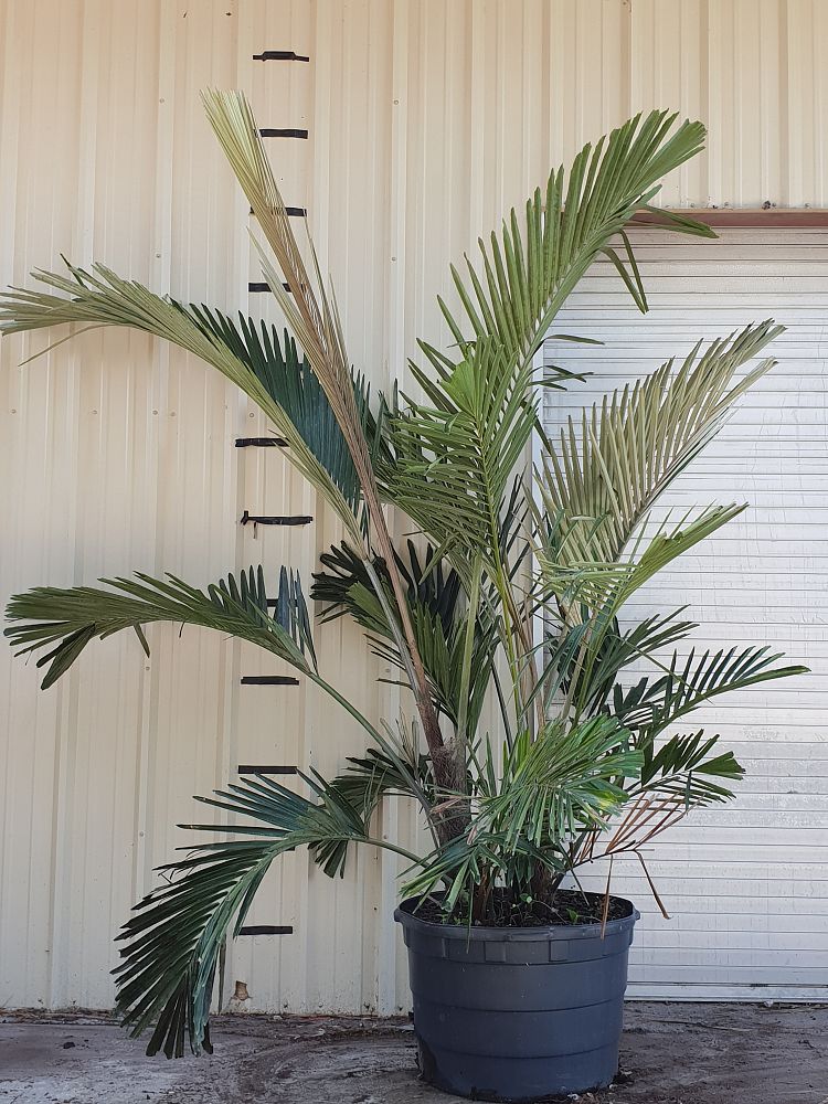 arenga-engleri-dwarf-sugar-palm-formosa-palm