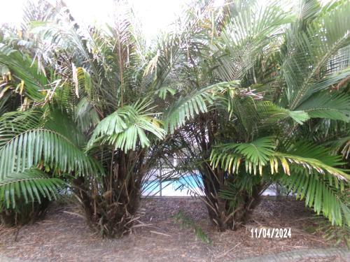 arenga-engleri-dwarf-sugar-palm-formosa-palm