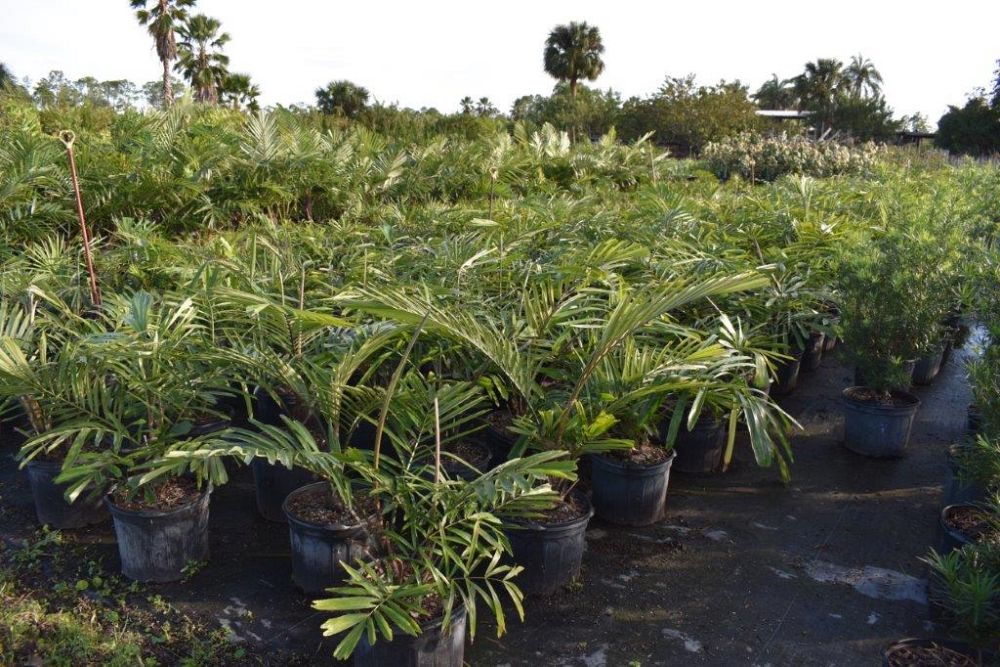 arenga-engleri-dwarf-sugar-palm-formosa-palm