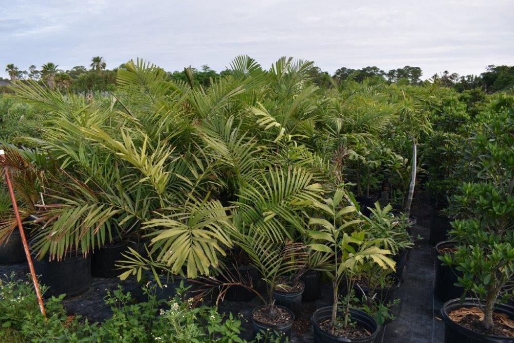 arenga-engleri-dwarf-sugar-palm-formosa-palm