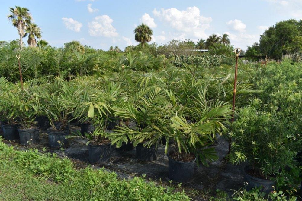 arenga-engleri-dwarf-sugar-palm-formosa-palm