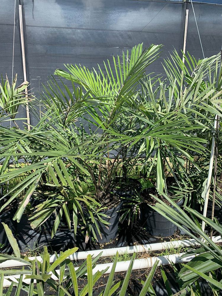 arenga-engleri-dwarf-sugar-palm-formosa-palm
