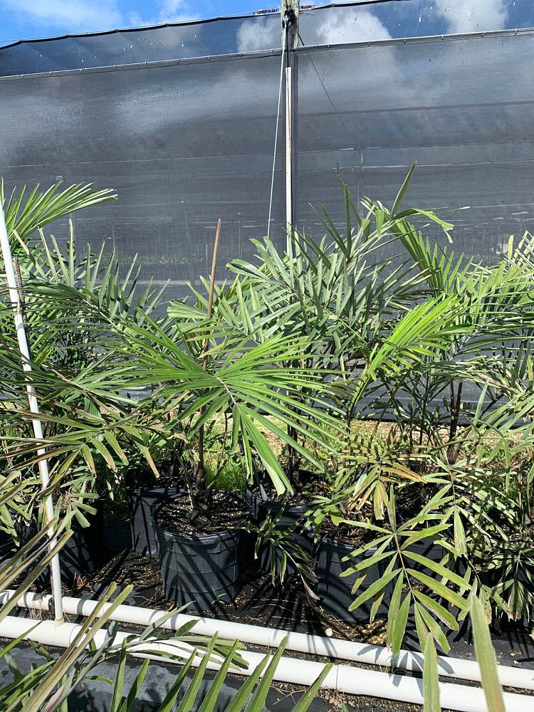 arenga-engleri-dwarf-sugar-palm-formosa-palm
