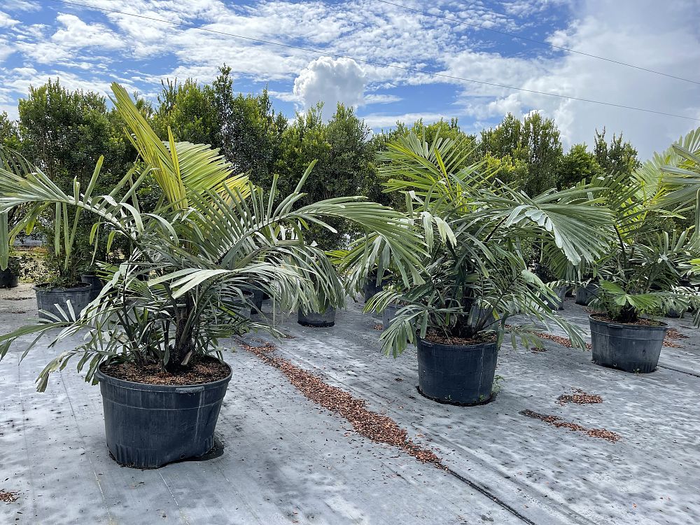 arenga-engleri-dwarf-sugar-palm-formosa-palm