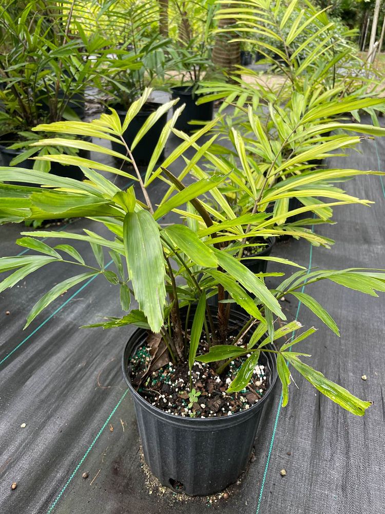 arenga-engleri-dwarf-sugar-palm-formosa-palm