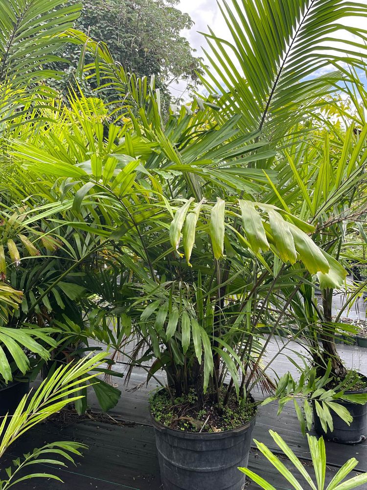 arenga-engleri-dwarf-sugar-palm-formosa-palm