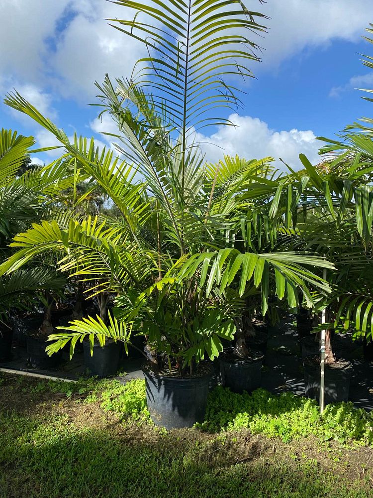 arenga-engleri-dwarf-sugar-palm-formosa-palm