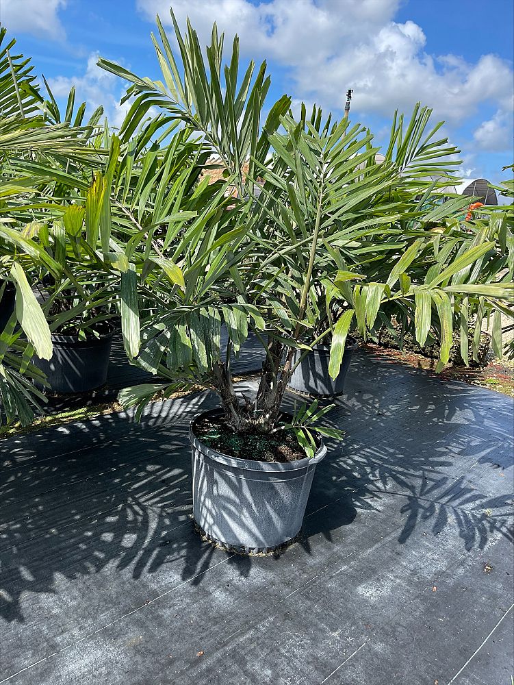 arenga-engleri-dwarf-sugar-palm-formosa-palm