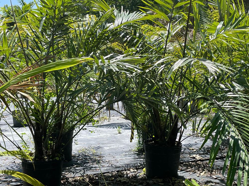 arenga-engleri-dwarf-sugar-palm-formosa-palm