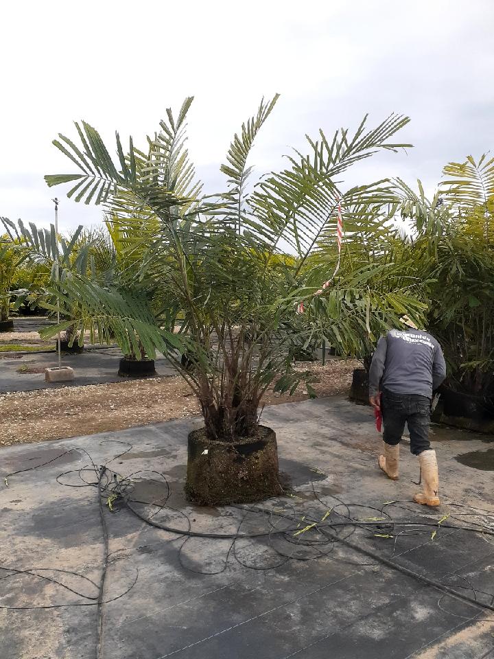 arenga-engleri-dwarf-sugar-palm-formosa-palm