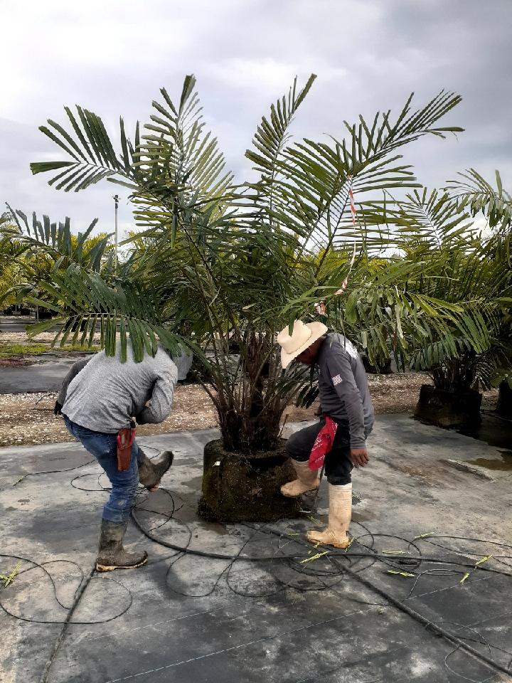arenga-engleri-dwarf-sugar-palm-formosa-palm
