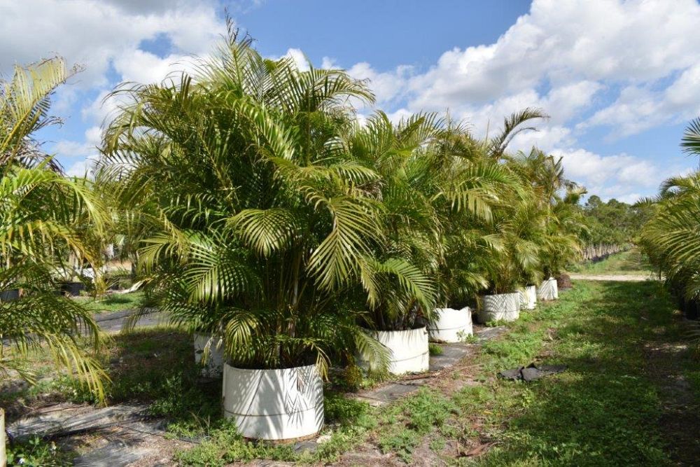 arenga-engleri-dwarf-sugar-palm-formosa-palm