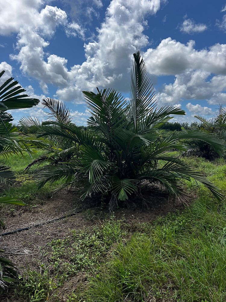 arenga-engleri-dwarf-sugar-palm-formosa-palm