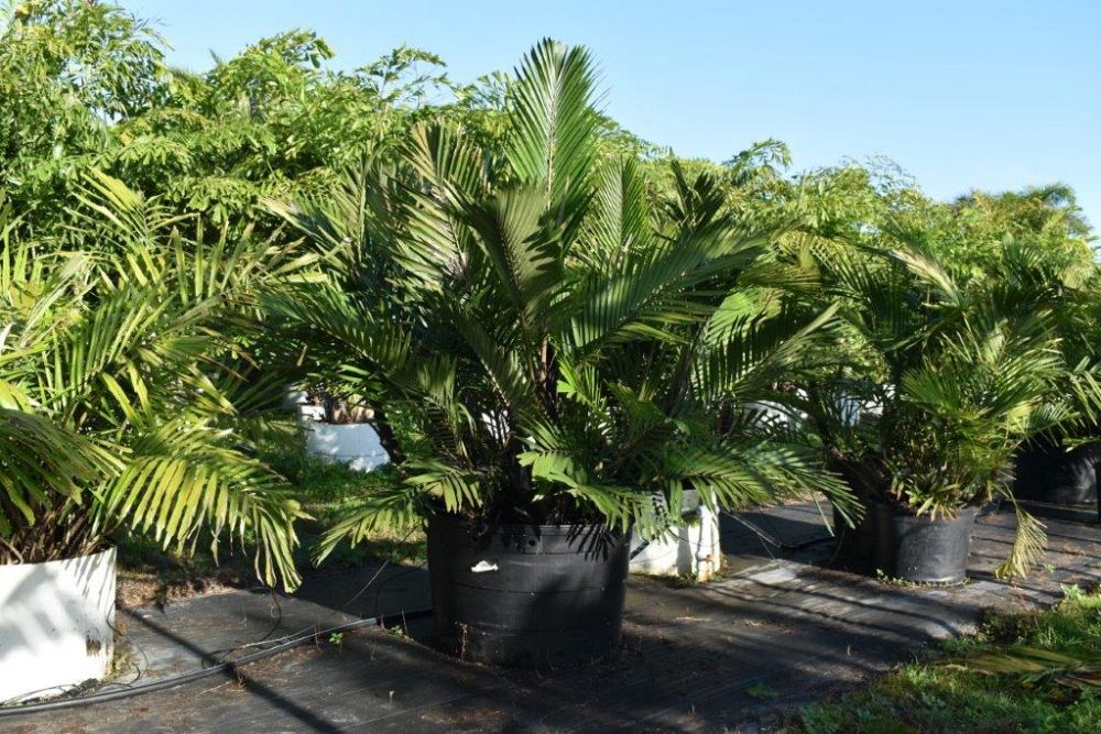 arenga-engleri-dwarf-sugar-palm-formosa-palm