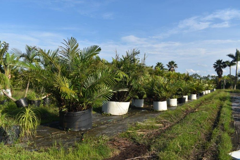 arenga-engleri-dwarf-sugar-palm-formosa-palm