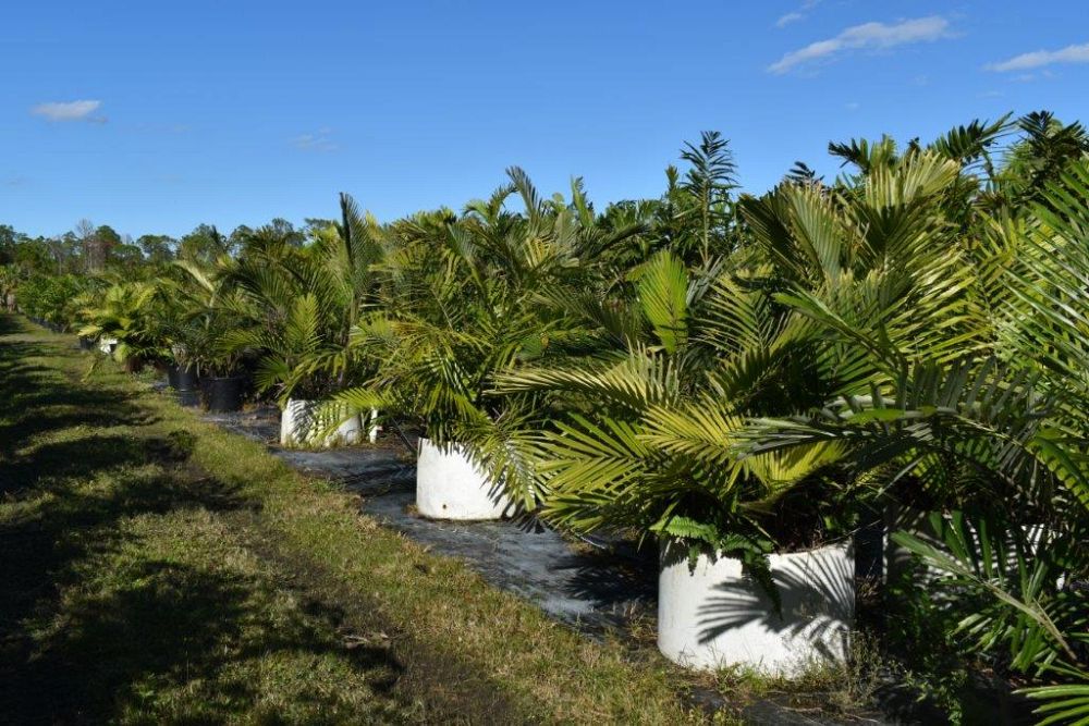 arenga-engleri-dwarf-sugar-palm-formosa-palm