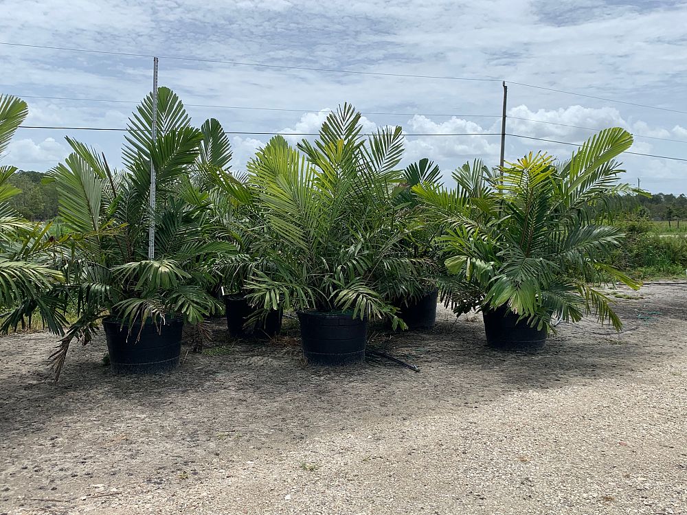 arenga-engleri-dwarf-sugar-palm-formosa-palm