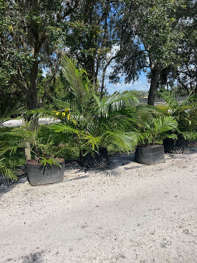 arenga-engleri-dwarf-sugar-palm-formosa-palm