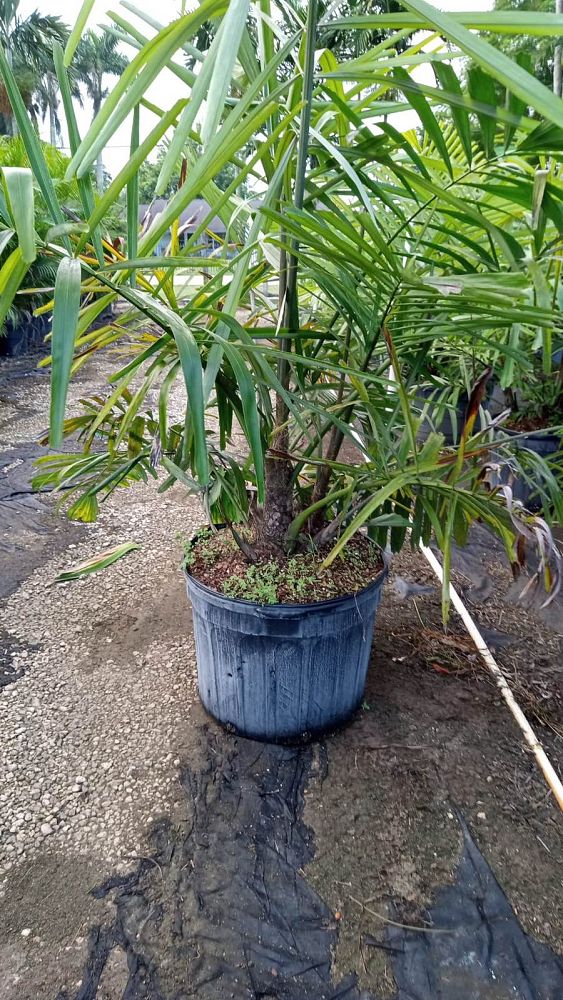 arenga-engleri-dwarf-sugar-palm-formosa-palm