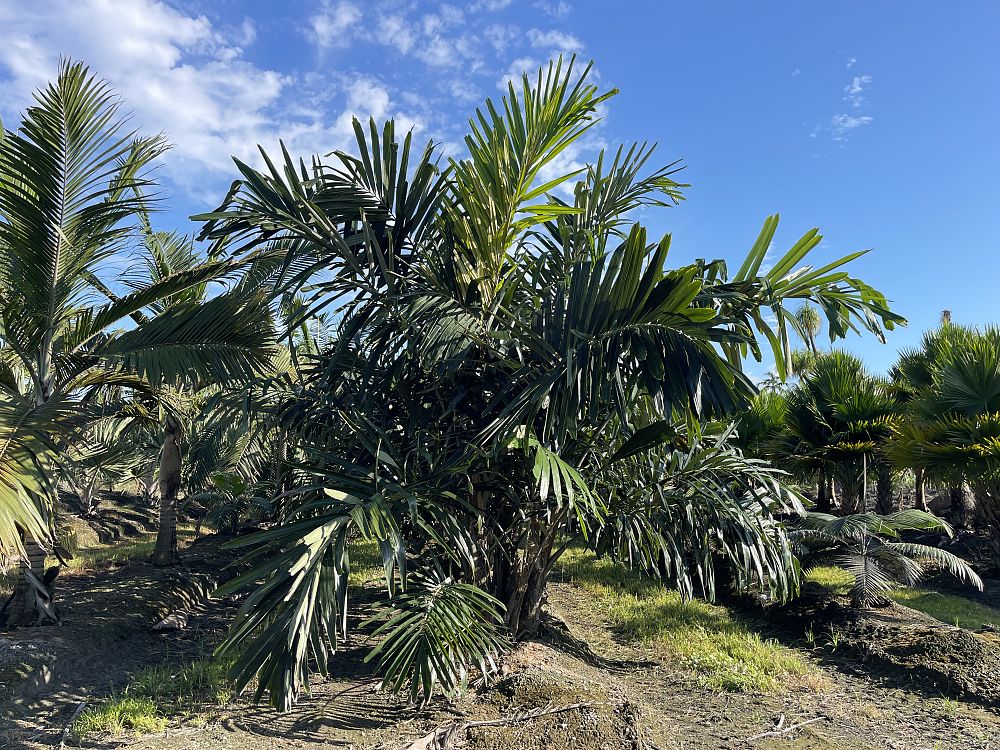 arenga-engleri-dwarf-sugar-palm-formosa-palm