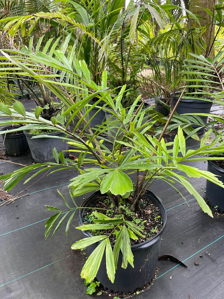 arenga-engleri-dwarf-sugar-palm-formosa-palm