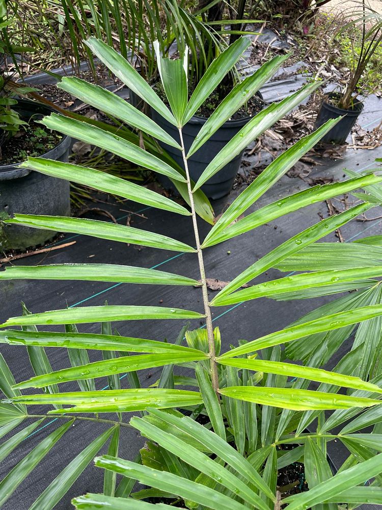 arenga-engleri-dwarf-sugar-palm-formosa-palm