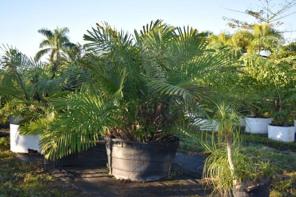 arenga-engleri-dwarf-sugar-palm-formosa-palm