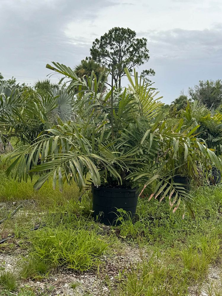 arenga-engleri-dwarf-sugar-palm-formosa-palm