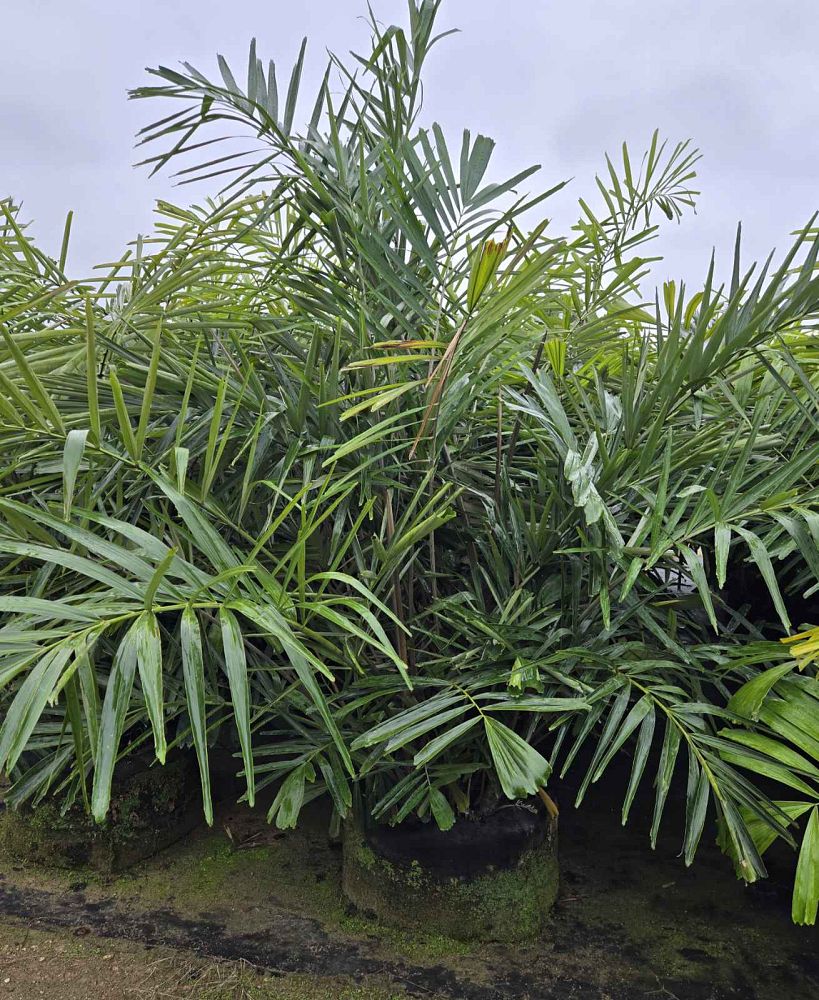 arenga-engleri-dwarf-sugar-palm-formosa-palm