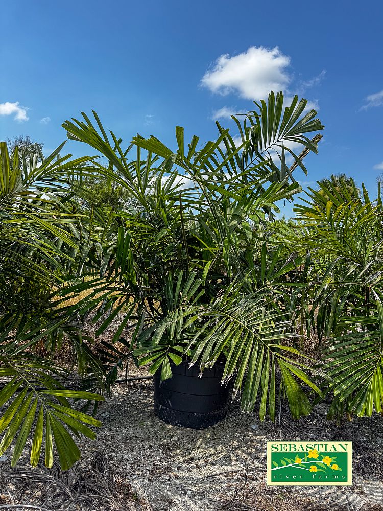 arenga-engleri-dwarf-sugar-palm-formosa-palm