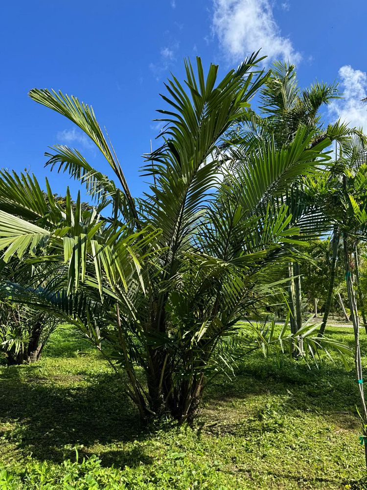 arenga-engleri-dwarf-sugar-palm-formosa-palm