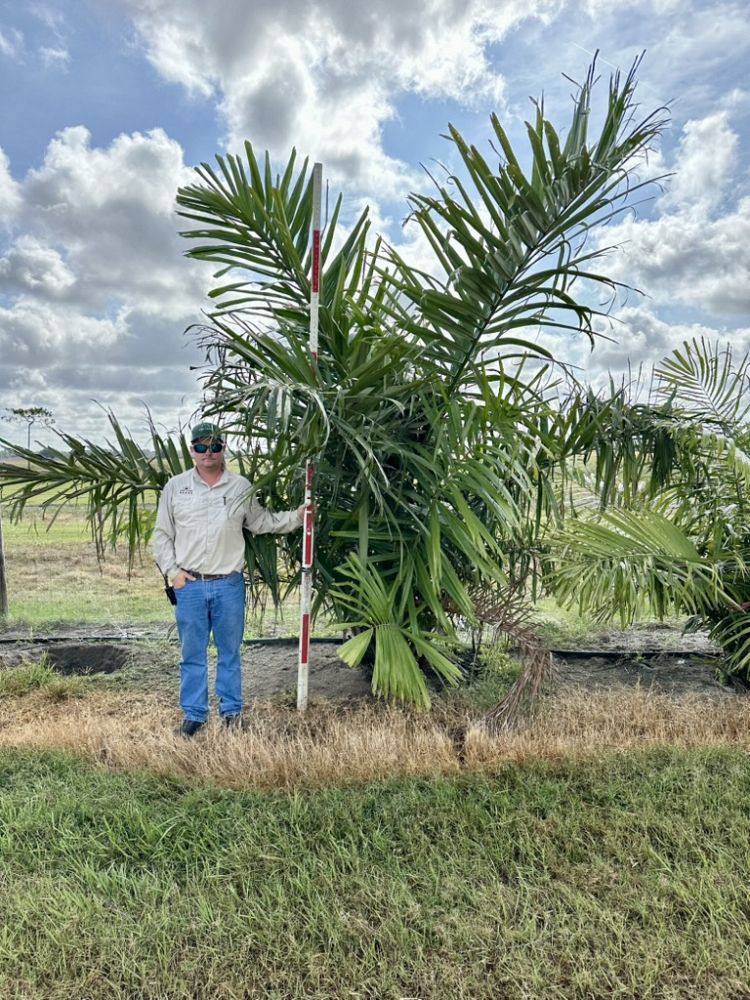arenga-engleri-dwarf-sugar-palm-formosa-palm