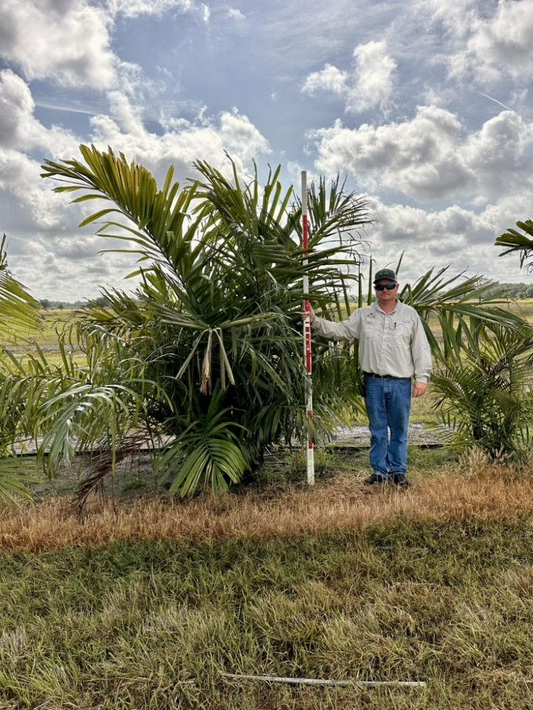 arenga-engleri-dwarf-sugar-palm-formosa-palm