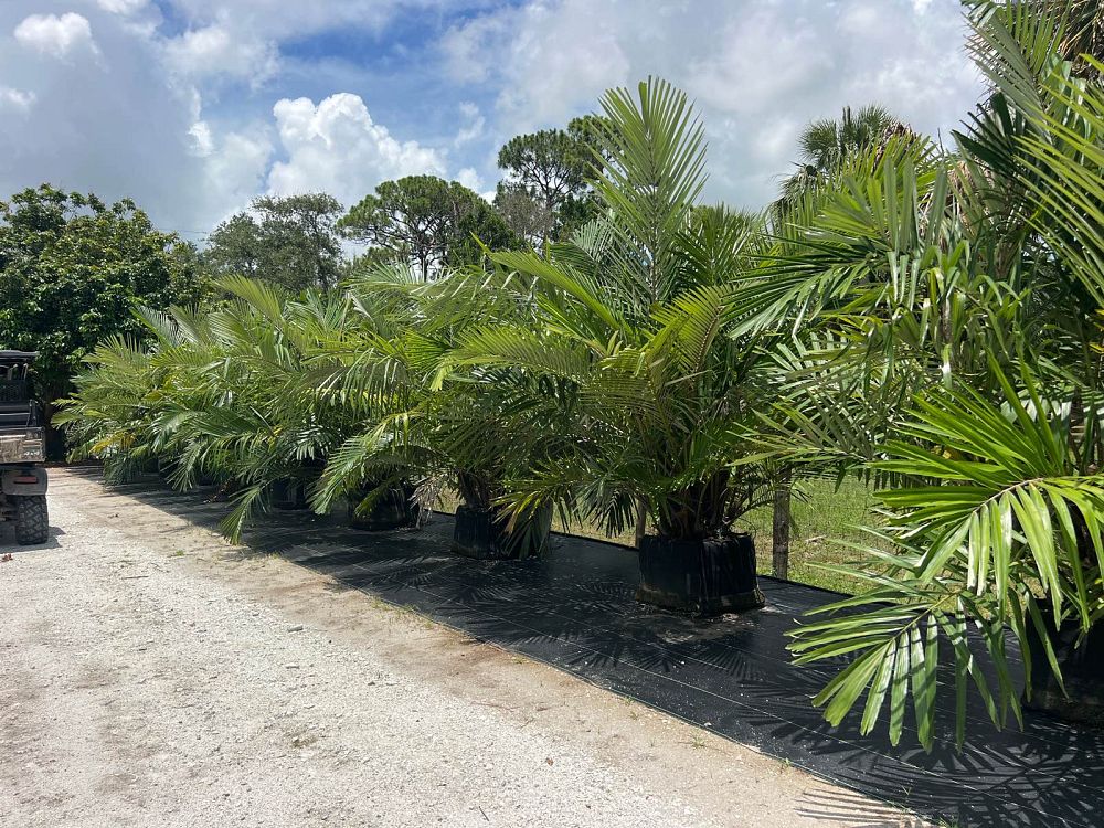 arenga-engleri-dwarf-sugar-palm-formosa-palm