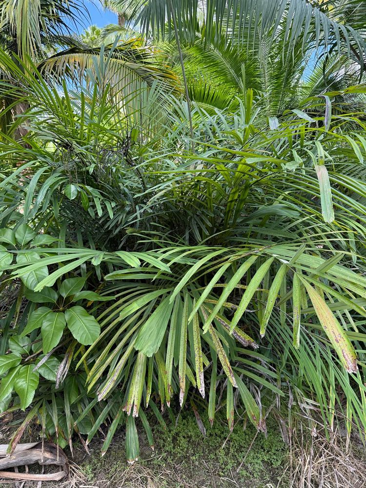 arenga-engleri-dwarf-sugar-palm-formosa-palm