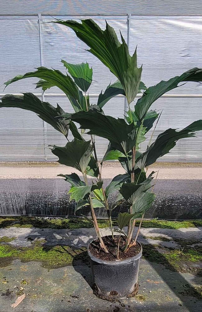 arenga-hookeriana-hooker-s-sugar-palm-hooker-s-fishtail-palm