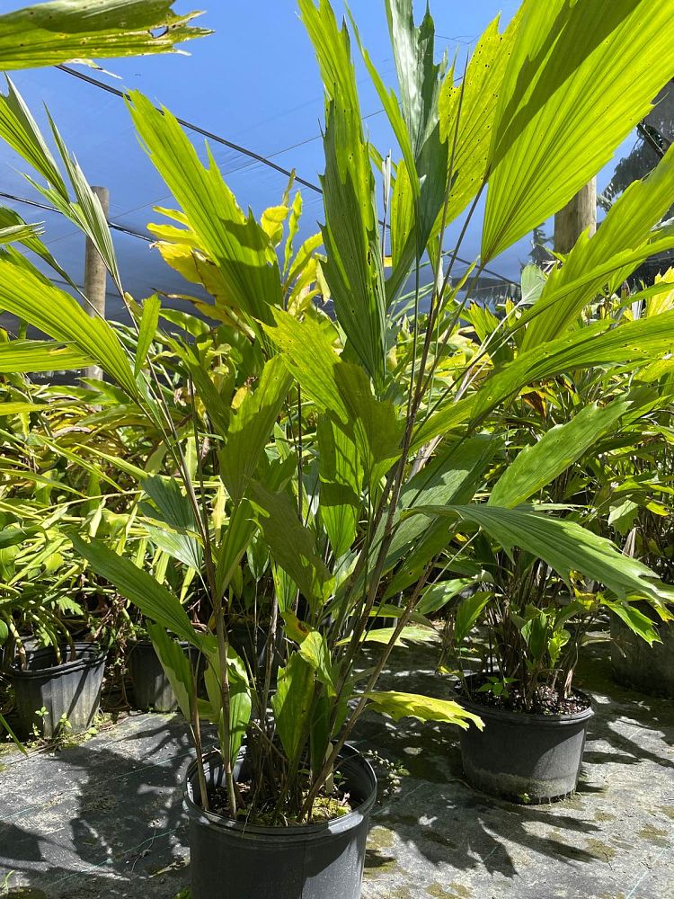 arenga-hookeriana-hooker-s-sugar-palm-hooker-s-fishtail-palm