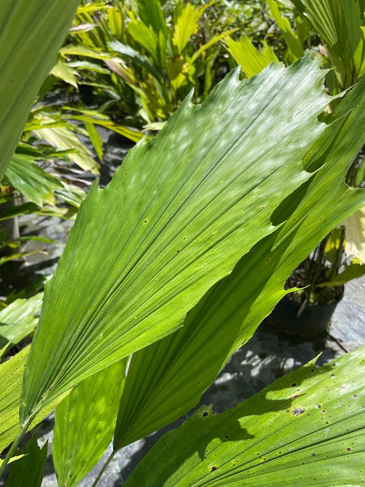 arenga-hookeriana-hooker-s-sugar-palm-hooker-s-fishtail-palm