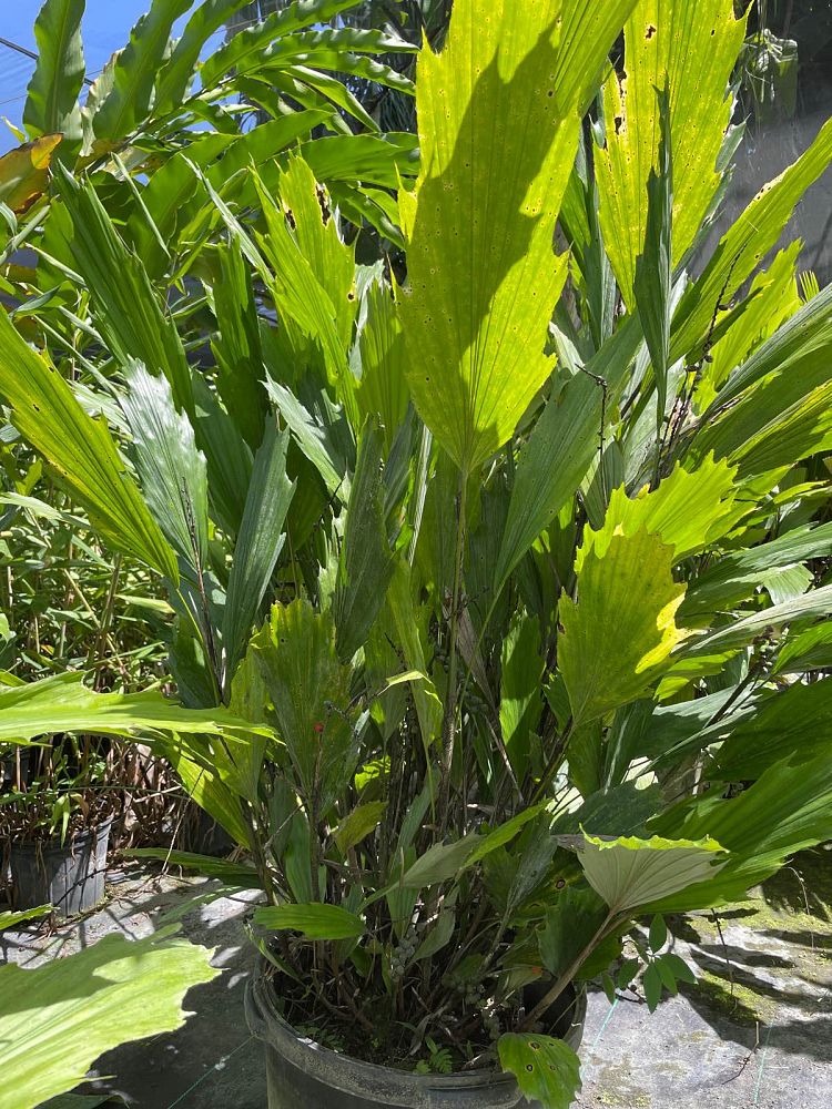 arenga-hookeriana-hooker-s-sugar-palm-hooker-s-fishtail-palm