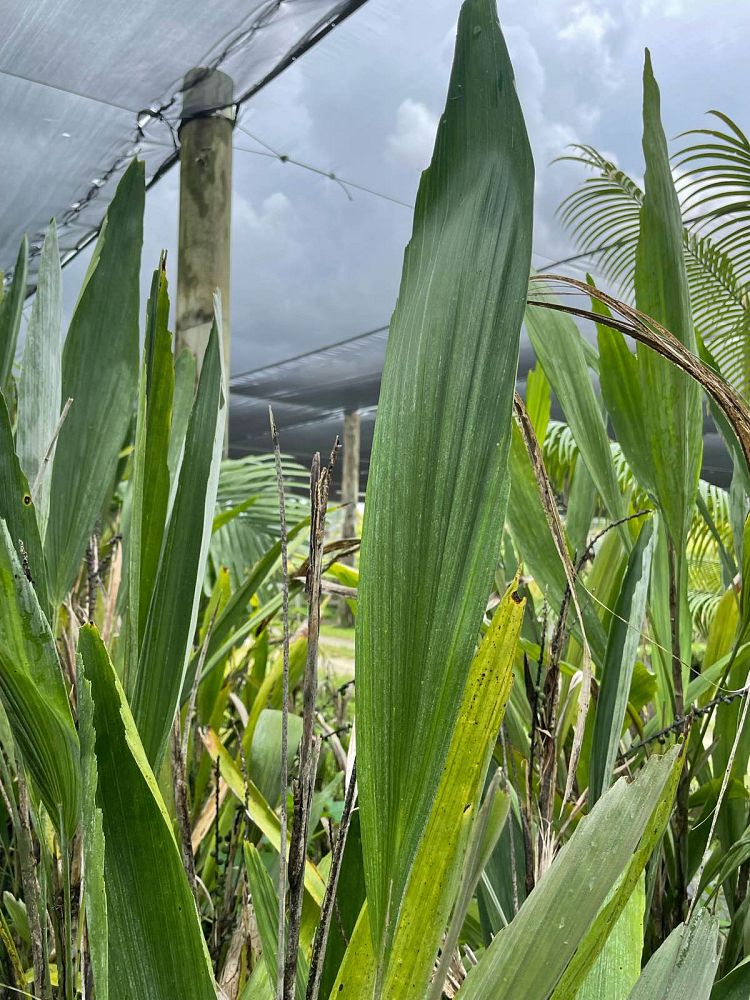 arenga-hookeriana-hooker-s-sugar-palm-hooker-s-fishtail-palm