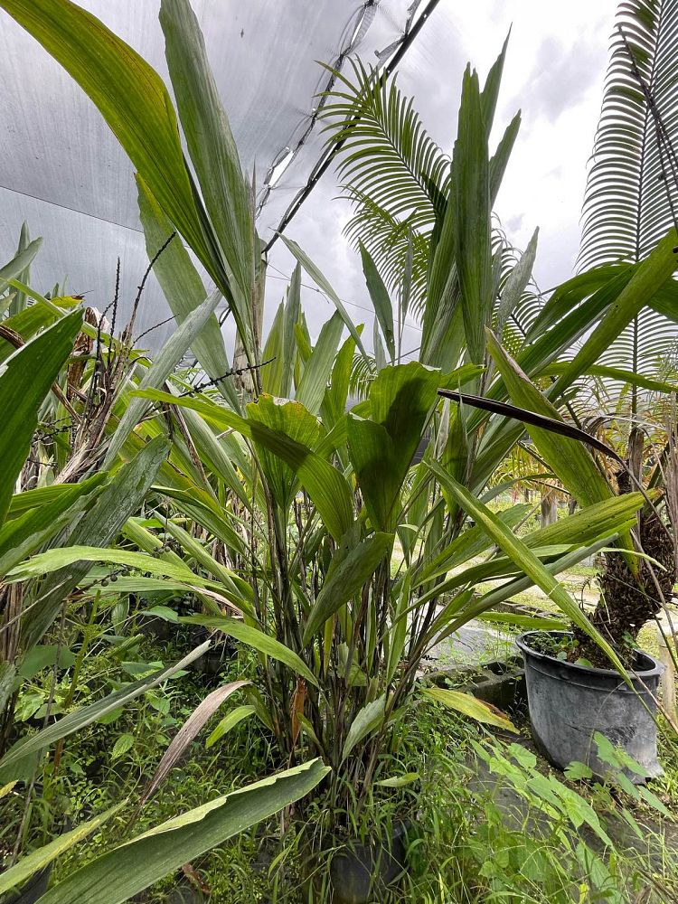 arenga-hookeriana-hooker-s-sugar-palm-hooker-s-fishtail-palm