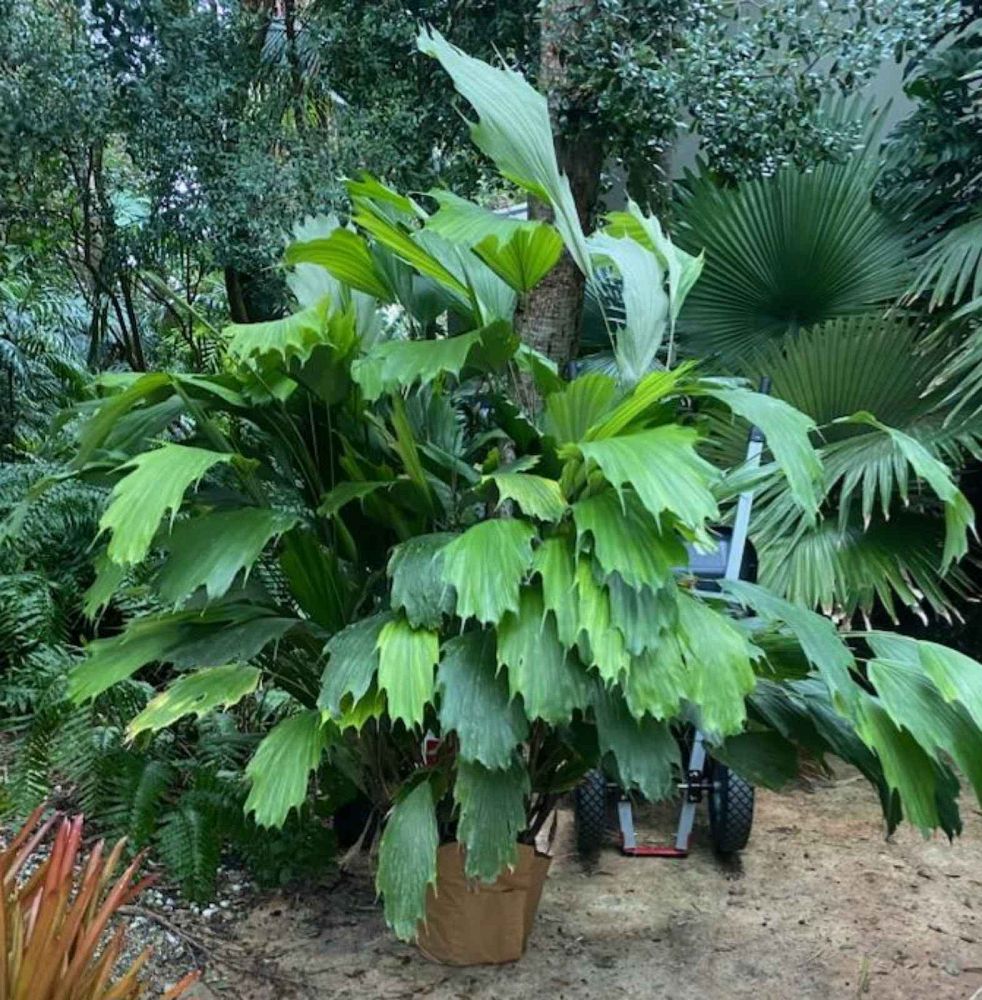 arenga-hookeriana-hooker-s-sugar-palm-hooker-s-fishtail-palm