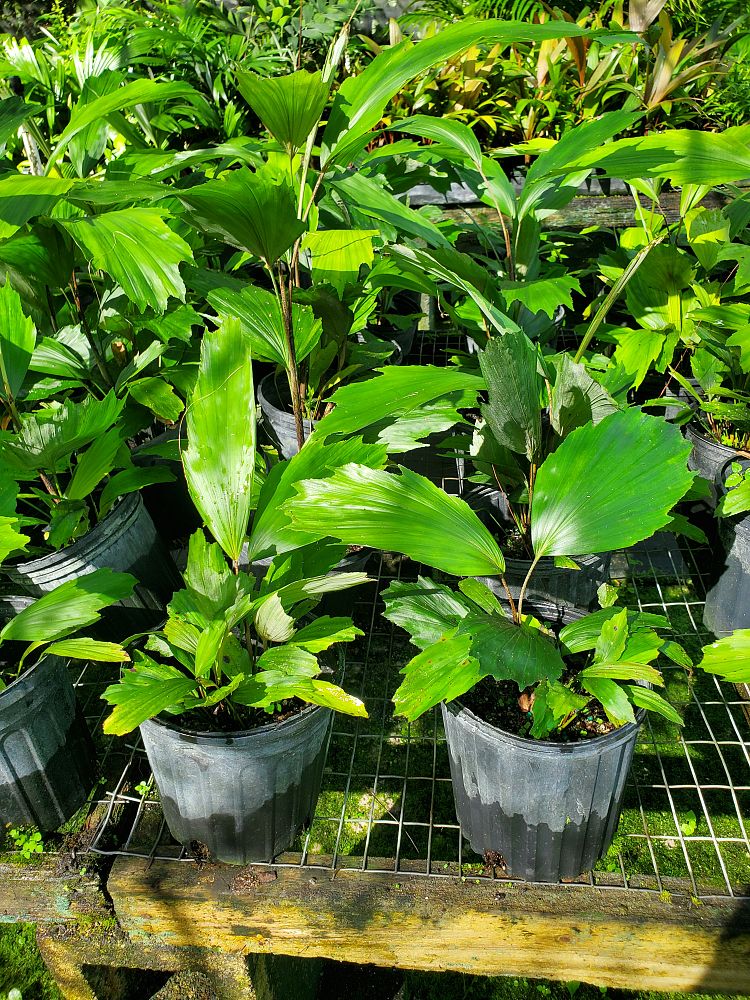 arenga-hookeriana-hooker-s-sugar-palm-hooker-s-fishtail-palm