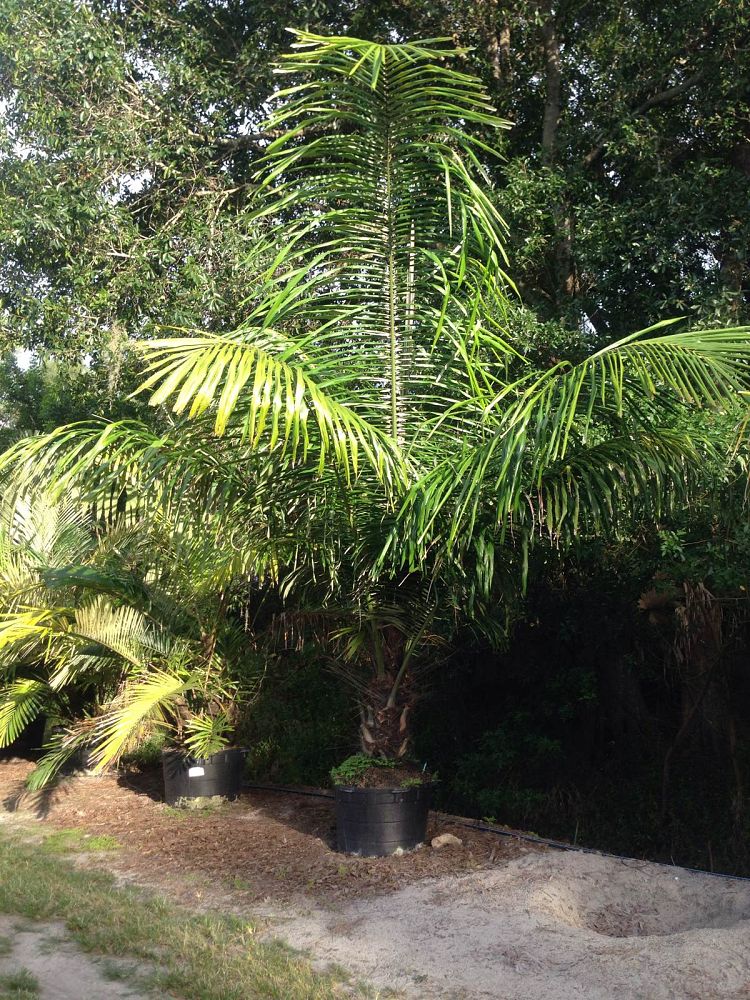 arenga-pinnata-sugar-palm