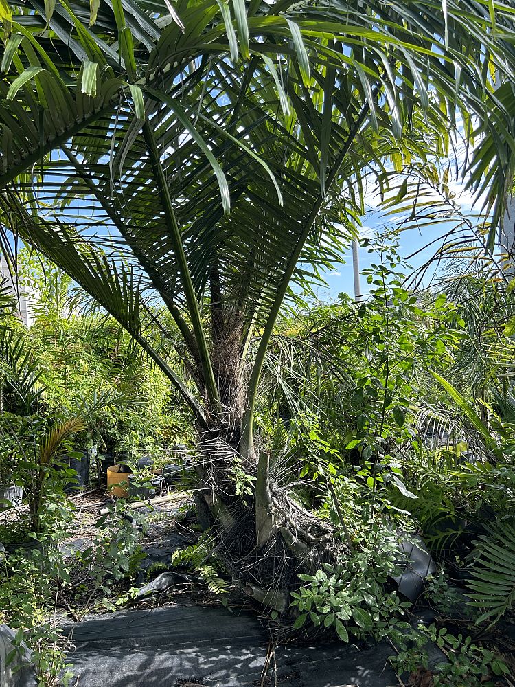 arenga-pinnata-sugar-palm