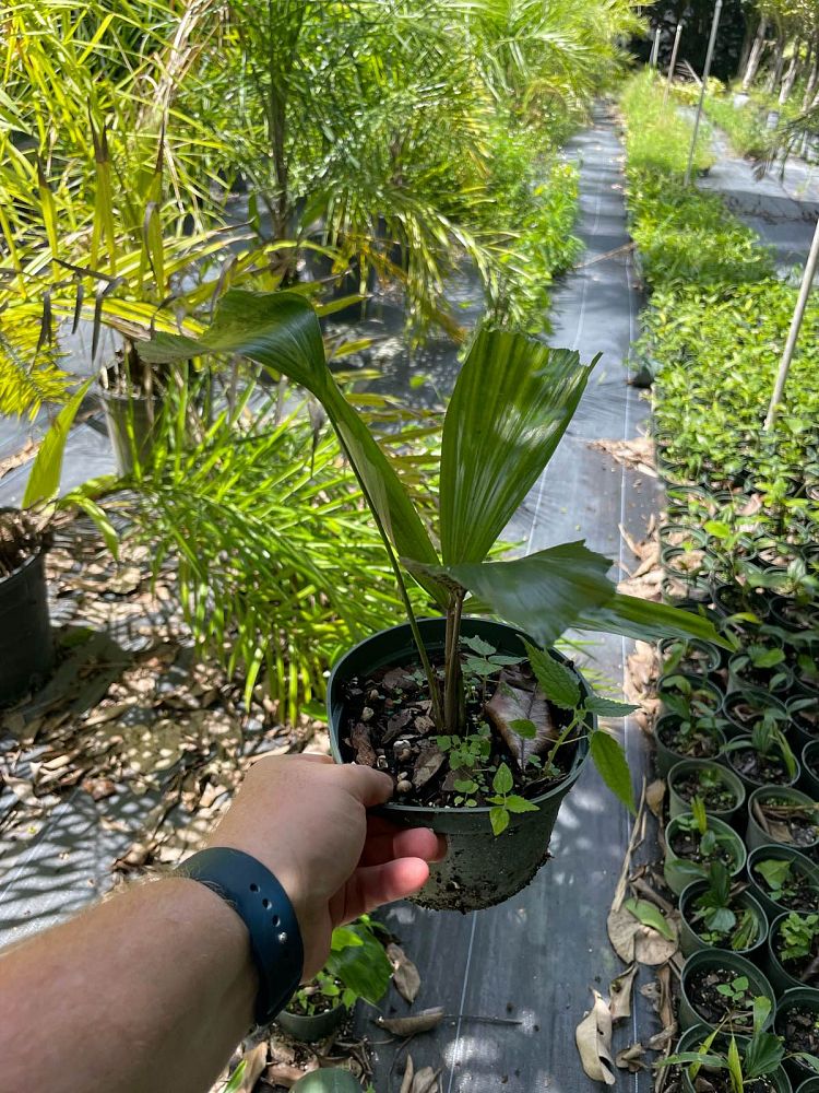 arenga-pinnata-sugar-palm